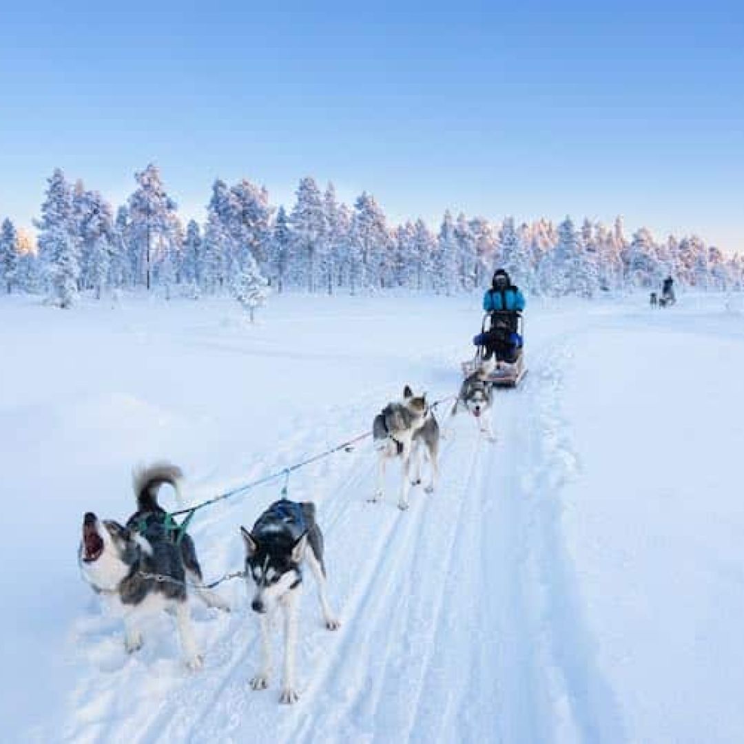 Huskies pulling a sledge with driver in winter.