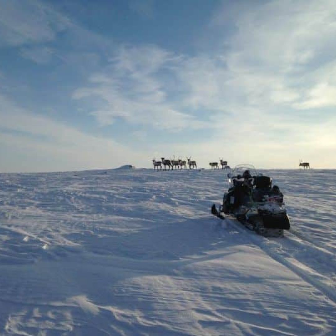 Snowmobile in all snowy landscape.