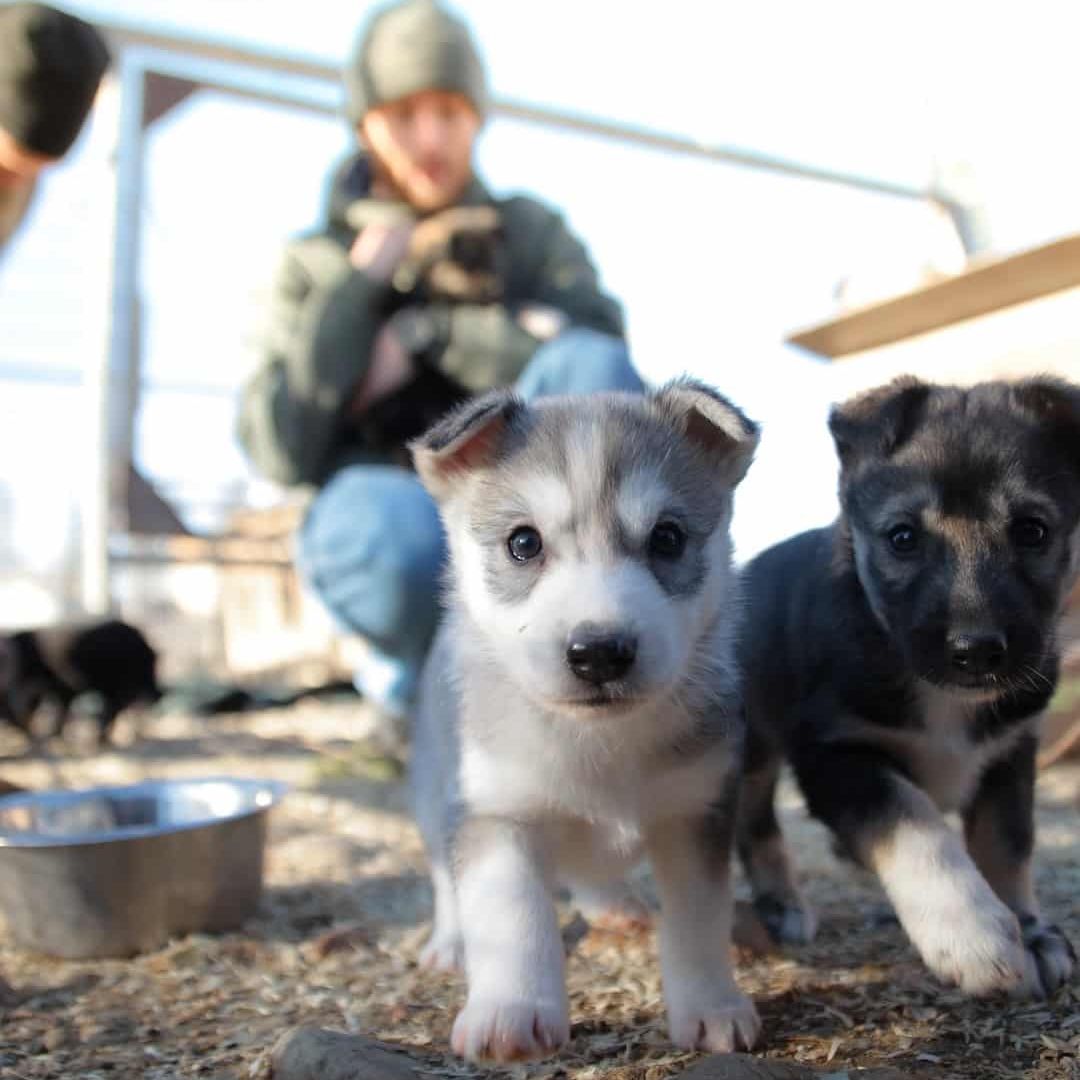 Husky Farm Visit. Two puppies on the photo.