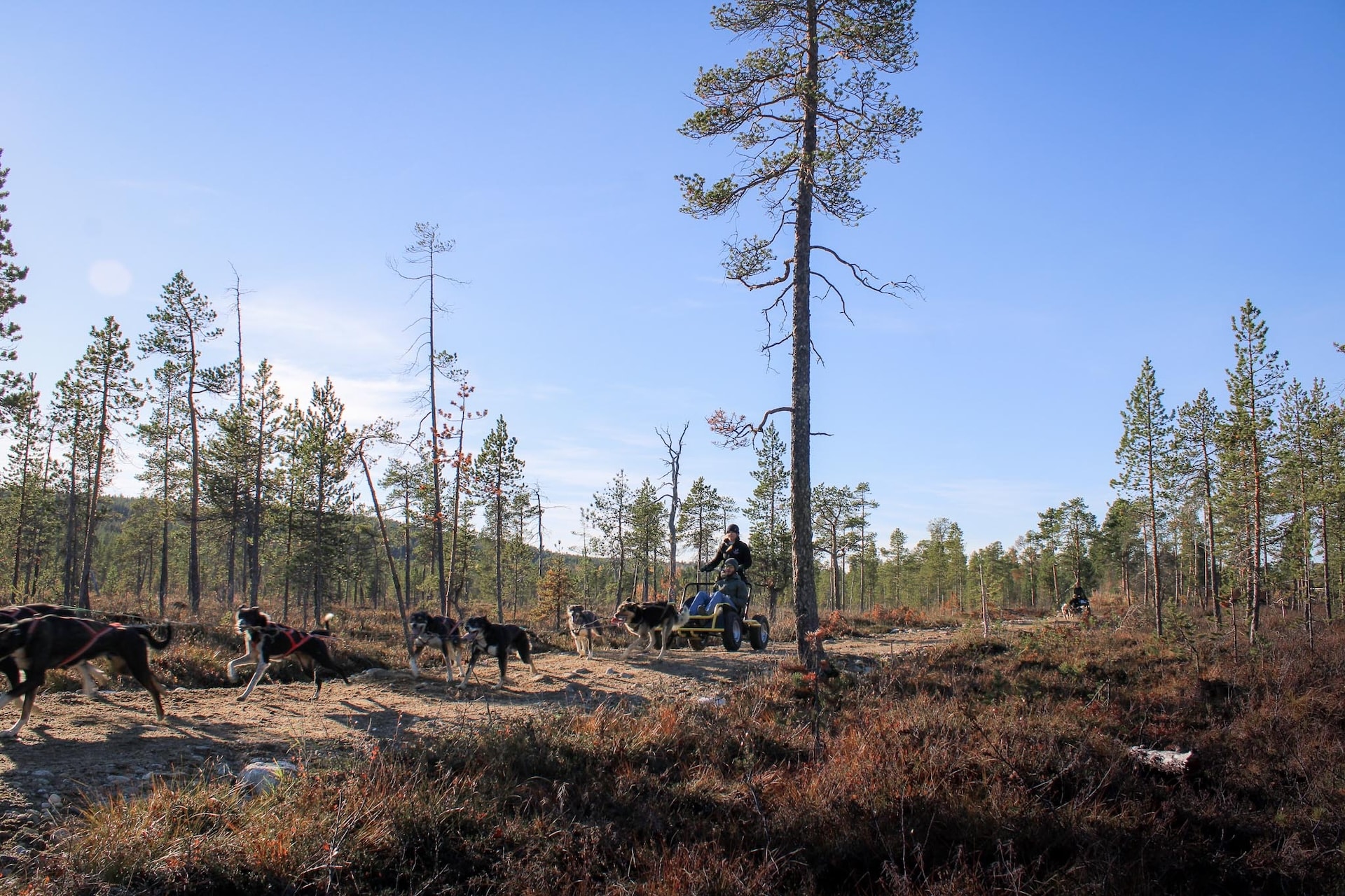 Five huskies pulling a sledge with a sledge driver in autumn. Photo by Miika Leivo.